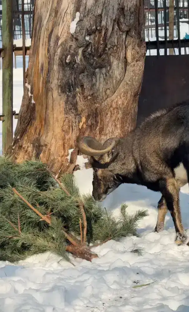 Алматинцы участвуют в экологической акции по утилизации новогодних елок для животных в зоопарке