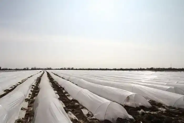 В ТУРКЕСТАНСКОЙ ОБЛАСТИ НАЧАЛАСЬ ПОСАДКА РАННИХ ОВОЩНЫХ КУЛЬТУР (5)