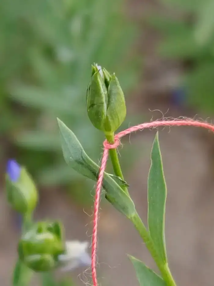 В Казахстане впервые ускорили селекцию льна: до четырёх поколений в год (4)