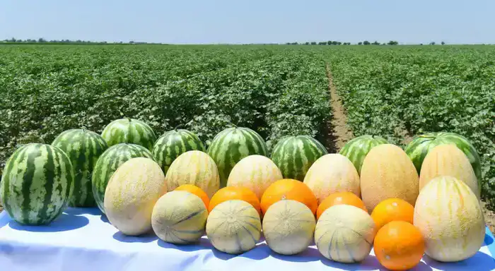 Рост сельскохозяйственного производства в Туркестанской области: влияние на региональную экономику и социальное развитие