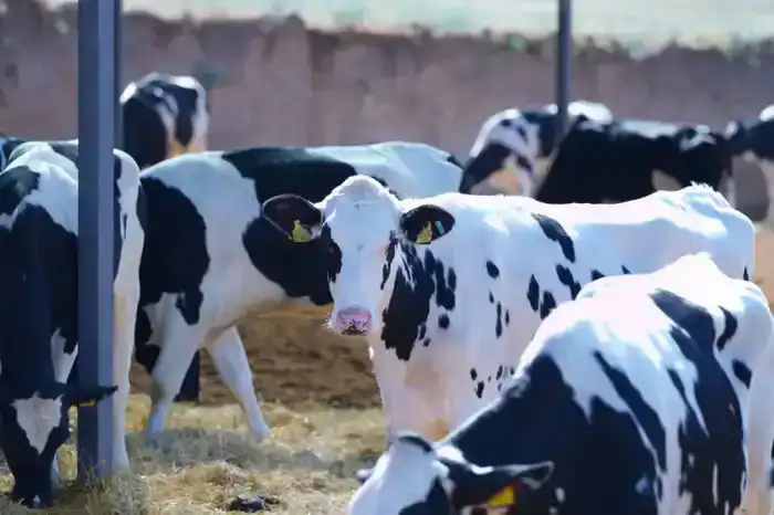 ТУРКЕСТАН: В КЕЛЕССКОМ РАЙОНЕ ПОСТРОЯТ КРУПНУЮ ОТКОРМОЧНУЮ ПЛОЩАДКУ (3)