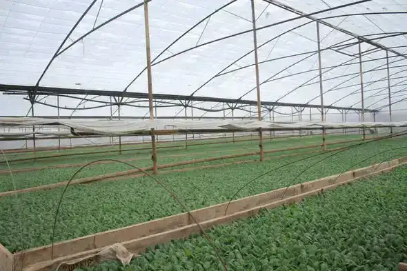 Посев ранних овощных культур в Туркестанской области: перспективы повышения урожайности и качества продукции