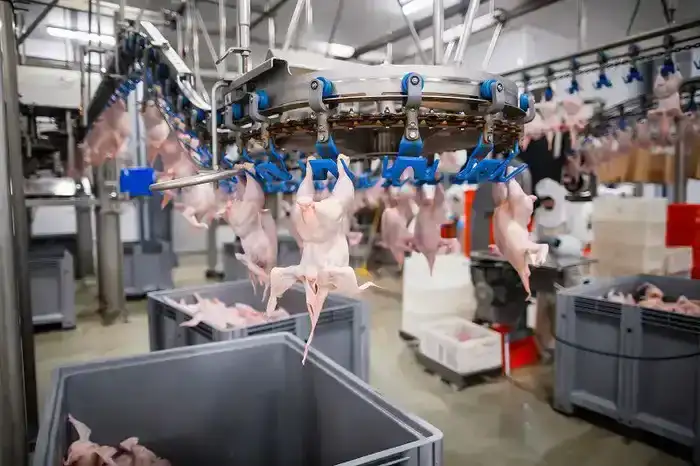 Макинская птицефабрика: надежность, высокое качество и развитие производства (4)