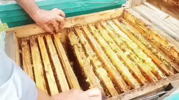 На ветеринарном контрольном пункте "Карасу" пресечен незаконный транзит продукции пчеловодства из-за отсутствия ветеринарных документов