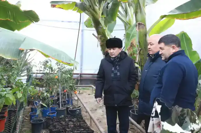 В САРЫАГАШСКОМ РАЙОНЕ ВЫРАЩИВАЮТ ВСЕМИРНО ИЗВЕСТНЫЙ СОРТ БАНАНОВ «КАВЕНДИШ» (2)