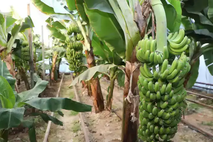 Бананы «Кавендиш» из Сарыагаша