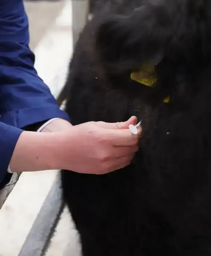 В ТУРКЕСТАНСКОЙ ОБЛАСТИ ЦИФРОВИЗИРУЮТ ВЕТЕРИНАРИЮ ЧЕРЕЗ ЧИПИРОВАНИЕ ЖИВОТНЫХ (4)