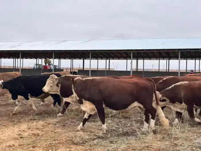 В Аксуатском районе ведется строительство нескольких объектов предпринимательства (3)