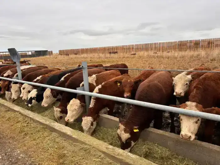 Союз животноводов Казахстана поддержка фермеров развитие животноводства