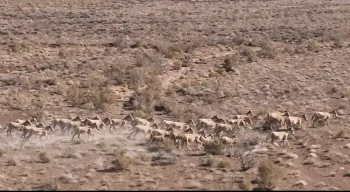 3 фестиваля области Жетісу вошли в cобытийный календарь культурно-туристских мероприятий Министерства туризма и спорта (4)