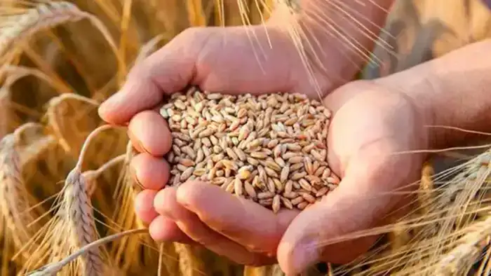 Донаты и хлебцы: новая эра пищевого производства!