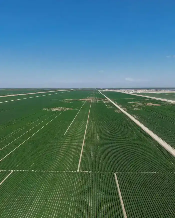 ИТОГИ ГОДА: ТУРКЕСТАНСКАЯ ОБЛАСТЬ СТАЛА ЛИДЕРОМ В РЕСПУБЛИКЕ ПО ОБЪЁМУ СЕЛЬСКОХОЗЯЙСТВЕННОЙ ПРОДУКЦИИ (2)