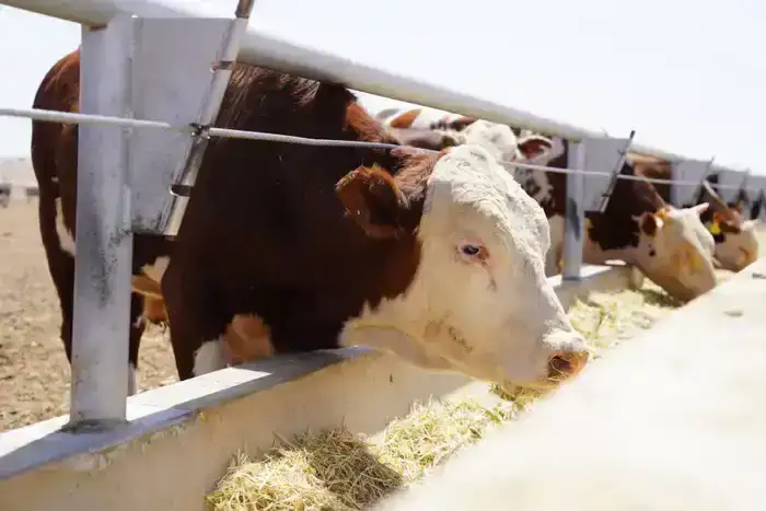 В Казахстане начал работу Союз животноводов (3)