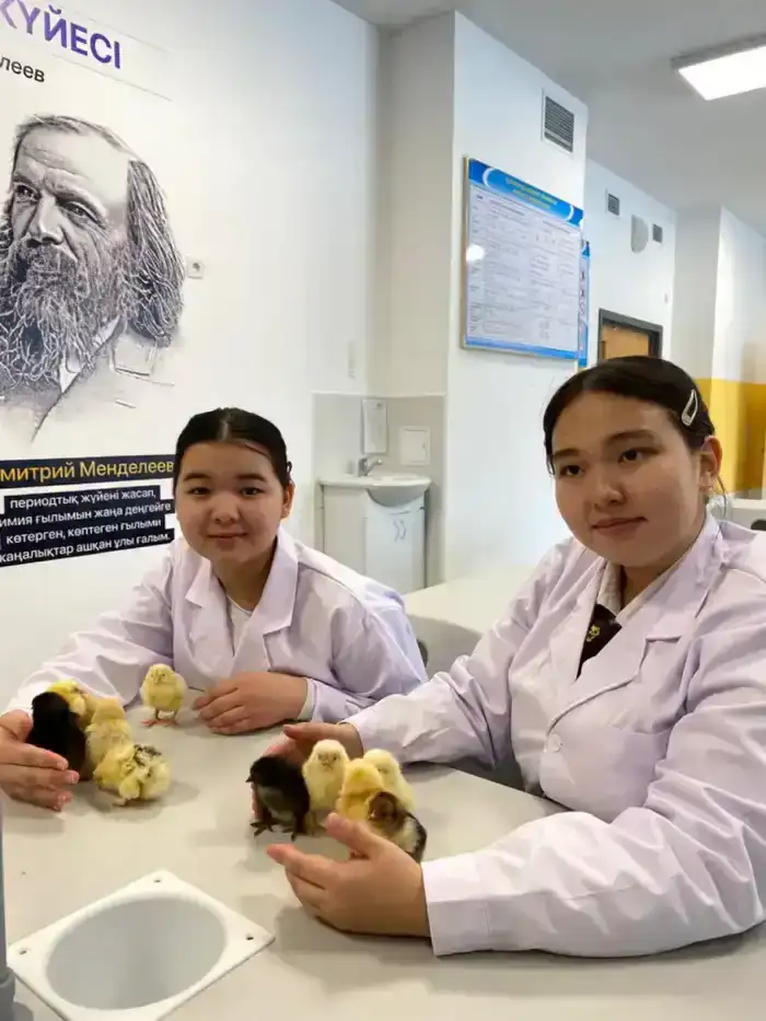 Школьники Астаны успешно вывели цыплят из собственного инкубатора