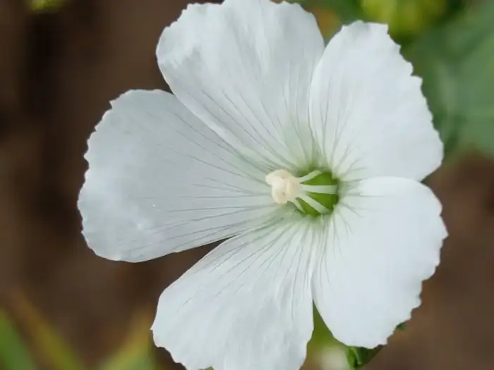 В Казахстане впервые ускорили селекцию льна: до четырёх поколений в год (5)
