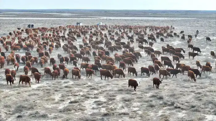ТУРКЕСТАН: В СУЗАКСКОМ РАЙОНЕ РАСТЕТ ПОГОЛОВЬЕ ПЛЕМЕННОГО КРУПНОГО РОГАТОГО СКОТА (2)