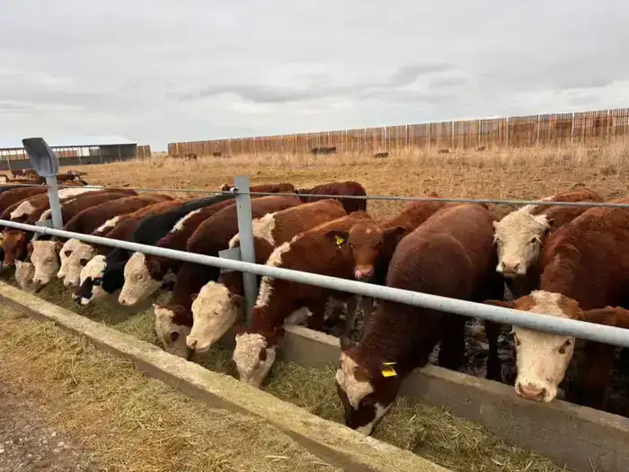Аксуат: от ресторанов до заправок — бизнес на подъеме!