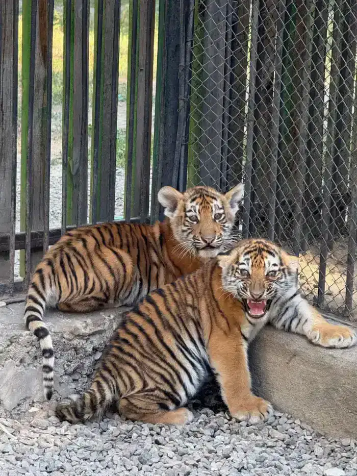 В Алматинском зоопарке увеличилось количество новых видов животных и растёт число посетителей (2)