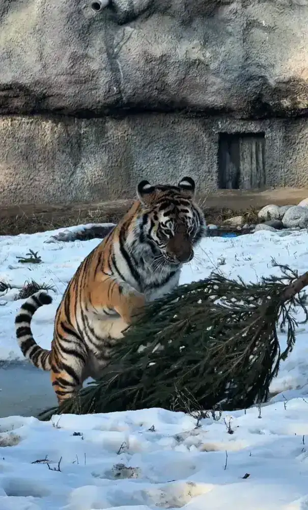 Более 50 алматинцев приняли участие в акции «Сдай ёлку» в зоопарке (3)