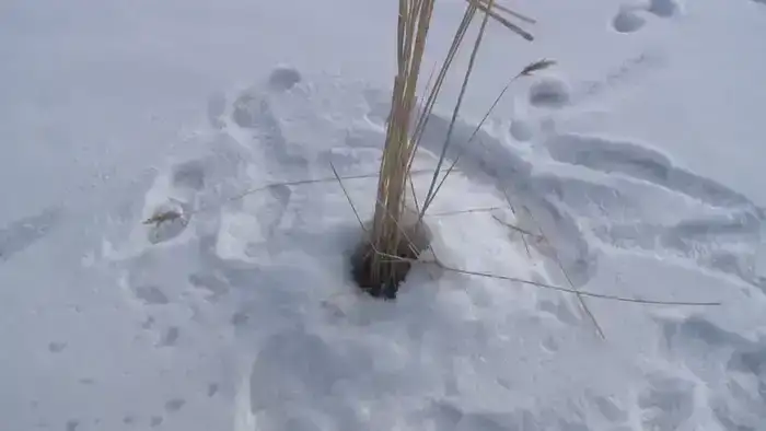 Чтобы рыба пережила зиму: на водоёмах Карагандинской области проводят противозаморные работы (7)