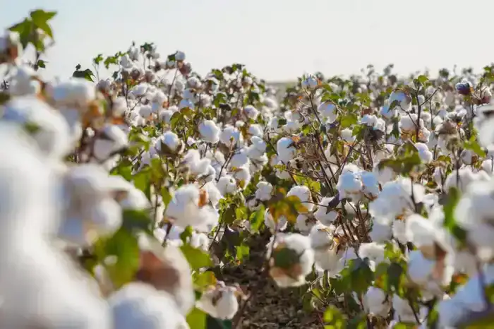 В ТУРКЕСТАНСКОЙ ОБЛАСТИ ЗА ТРИ ГОДА В РАМКАХ ПРОГРАММЫ «АУЫЛ АМАНАТЫ» ПРОФИНАНСИРОВАНО ОКОЛО 4000 ПРОЕКТОВ (4)