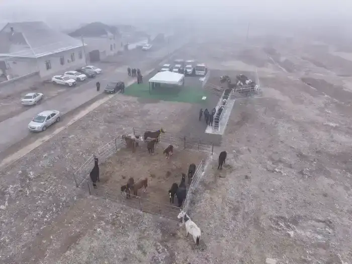 В Туркестанской области стартовал проект по чипированию животных для повышения ветеринарной безопасности