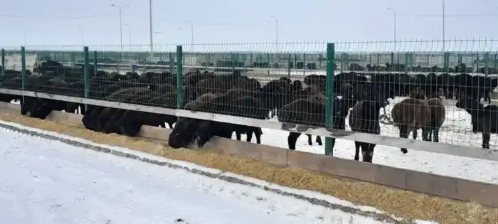 Эдильбаевская порода овец: высокие показатели мясной продуктивности в Казахстане