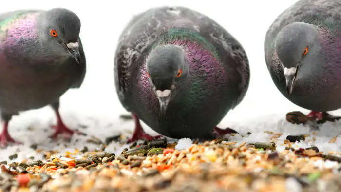 Неаккуратное кормление голубей и белок: последствия для казахстанцев по версии МВД