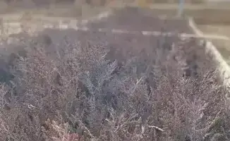 Проверка лесных хозяйств в Туркестанской области: шаг к увеличению зеленых насаждений к 2026 году