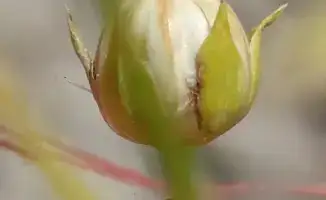 Скорость селекции льна в Казахстане увеличена до четырёх поколений в год благодаря технологии SPEED BREEDING