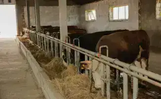 Скот на подъеме: 232 хозяйства под крылом государства!