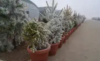 В Туркестанской области строится современный лесной питомник площадью 10 гектаров для обеспечения населения растительностью