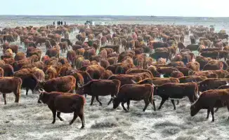 В Сузакском районе Туркестанской области увеличивается поголовье племенного крупного рогатого скота