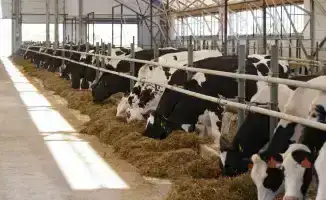 В Алматинской области построят завод по производству кормов для домашних животных с объемом инвестиций свыше 88 млрд тенге