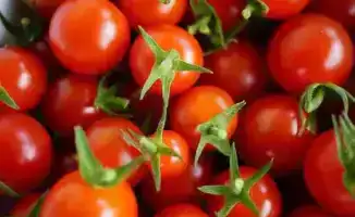 Зараженные семена томатов из Кореи в аэропорту Астаны фитосанитарные нормы