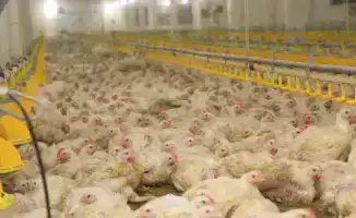 Инновации в птицеводстве: как искусственный интеллект меняет условия содержания птиц в Карагандинской области