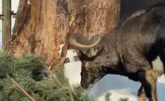 Алматинцы участвуют в экологической акции по утилизации новогодних елок для животных в зоопарке