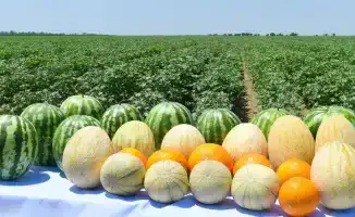 Рост сельскохозяйственного производства в Туркестанской области: влияние на региональную экономику и социальное развитие