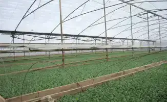 Посев ранних овощных культур в Туркестанской области: перспективы повышения урожайности и качества продукции