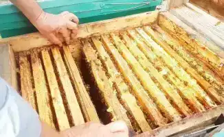 На ветеринарном контрольном пункте "Карасу" пресечен незаконный транзит продукции пчеловодства из-за отсутствия ветеринарных документов