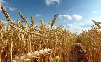 5 проектов по переработке пшеницы и кукурузы мощностью 4,8 млн тонн зерна в год запустят в Казахстане до 2028 года