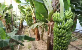 Бананы «Кавендиш» из Сарыагаша