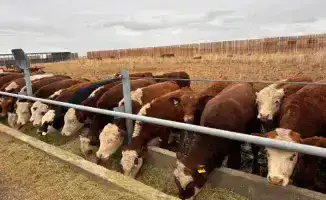 Союз животноводов Казахстана поддержка фермеров развитие животноводства