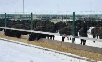 Эдильбаевская порода овец: высокие показатели мясной продуктивности в Казахстане