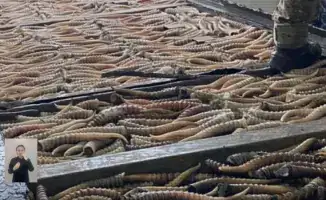 Борьба с браконьерством: Казахстан усиливает меры по защите редких видов животных