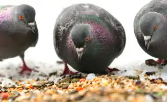 Неаккуратное кормление голубей и белок: последствия для казахстанцев по версии МВД