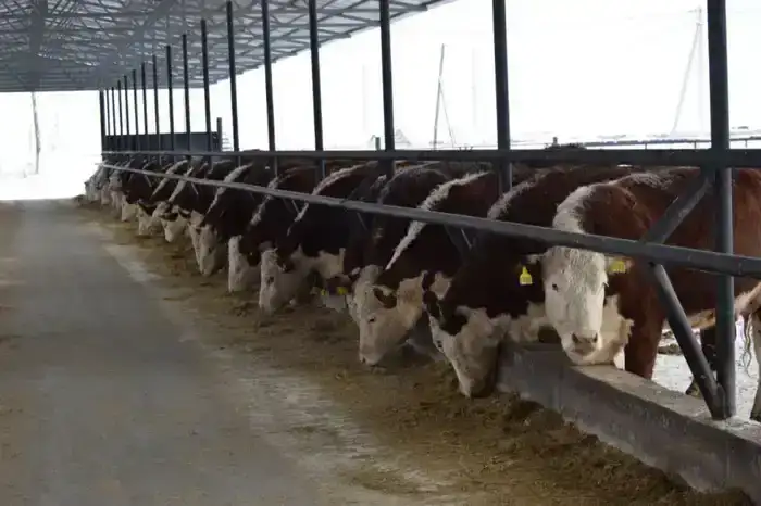 ТОО «Свободное» развивает животноводство в Сандыктауском районе (3)