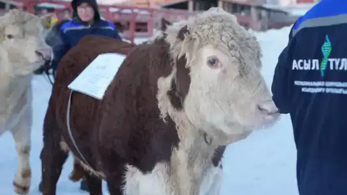 Рассмотрены актуальные вопросы развития племенного животноводства (3)