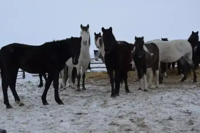 ТОО «Агро LAKE» из Сандыктауского района планирует увеличить поголовье крупного рогатого скота до 650 голов к 2028 году