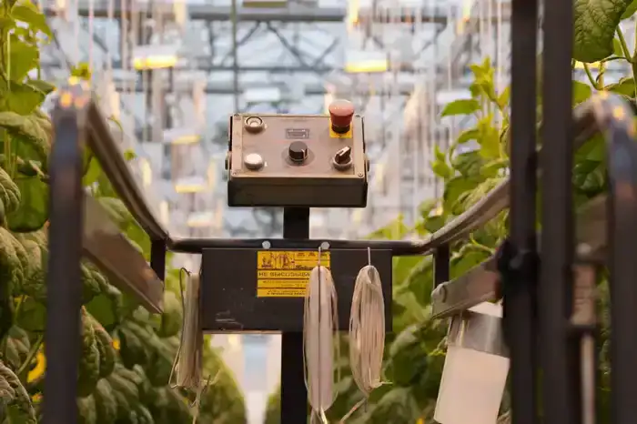 Делегация ВКО ознакомилась с работой крупнейшей теплицы в Барнауле (8)